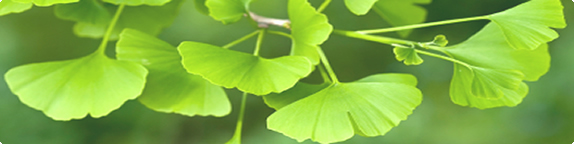 Leaves on a Ginkgo tree