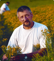 Care and cultivation of St. John's Wort Oil (Hypericum)