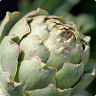 Globe Artichoke
