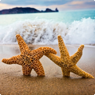 Summer Essences for you and yours - emergency, Relaxation and Animal Separation Essences Summer Essences for you and yours - emergency, Relaxation and Animal Separation Essences