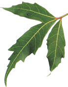 Neem leaf