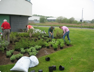 More planting
