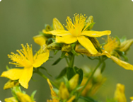 Hypericum (St John�s Wort)