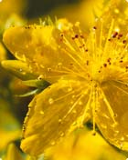 Hypericum perforatum L. 