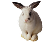 A little rabbit