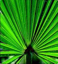 Saw Palm
