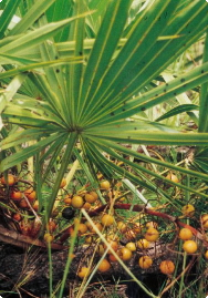 Saw Palm with berries