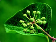 Ivy Thyme