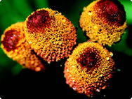 Spilanthes