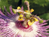 Passiflora