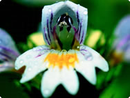 Euphrasia