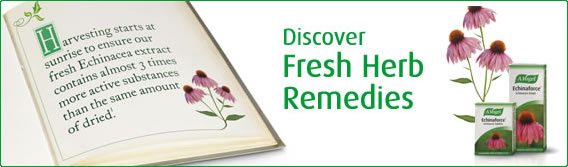 Discover fresh herbs