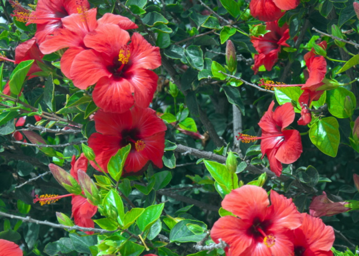 How magnesium, soy isoflavones and hibiscus can help ease menopause symptoms