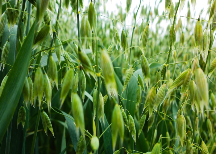 Is Avena sativa good for anxiety?