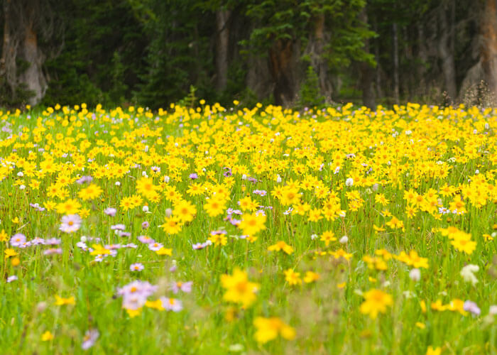 Does arnica help with pain?