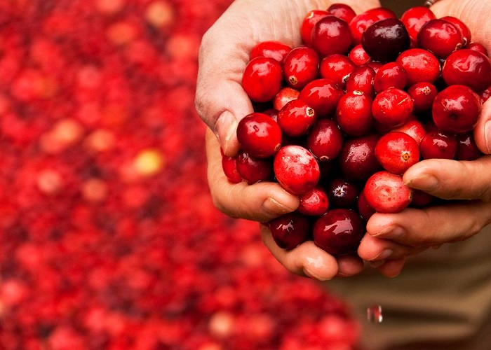 What foods are good to eat when you have a UTI?