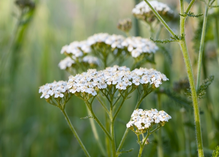 Can Yarrow help with IBS?
