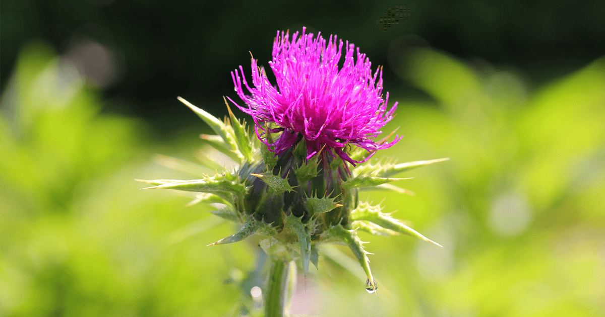 Is milk thistle good for the liver?