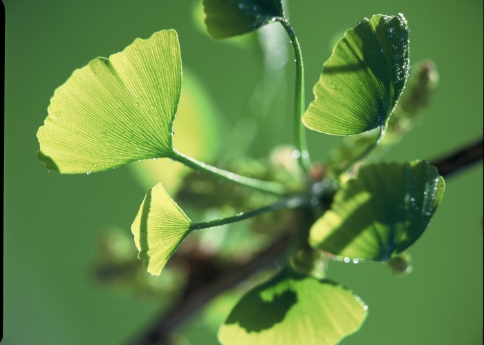 Is Ginkgo biloba good for blood circulation?