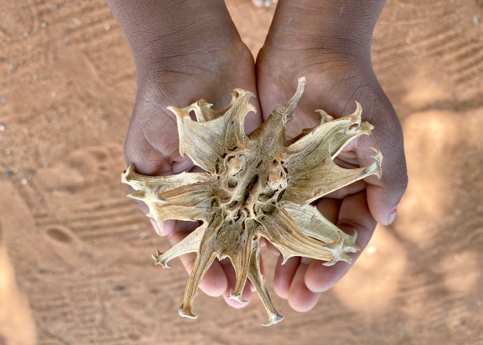 Does Devil's Claw work for back pain?