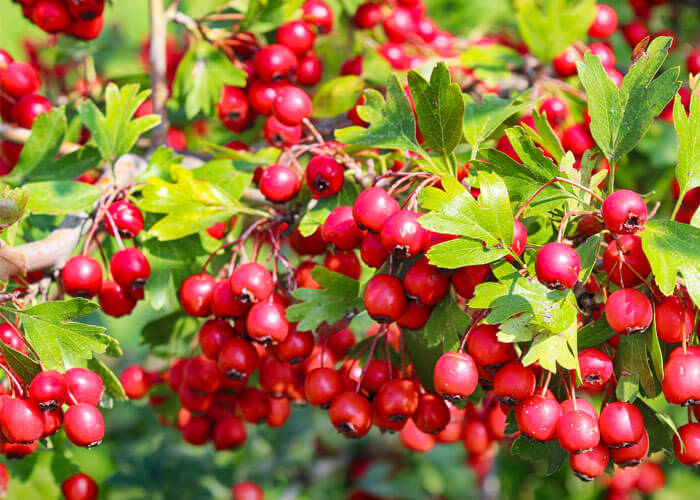 Are Hawthorn and Garlic good for your heart?