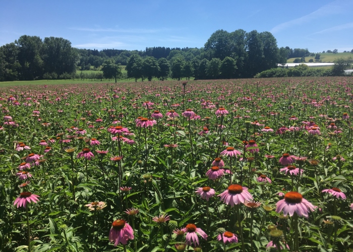 Is Echinacea good for your immune system?