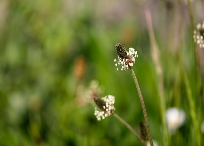 Is Plantago good for sinuses?