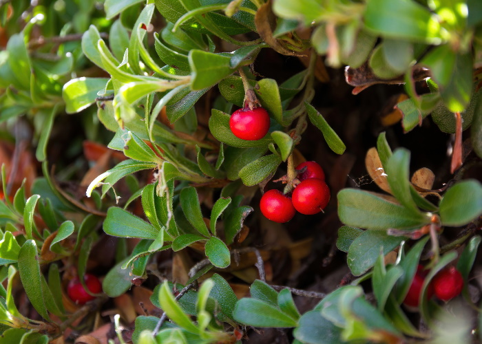 Are Uva-ursi and Echinacea good for UTIs?