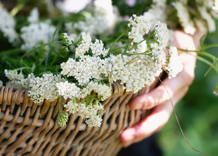 How Yarrow can help ease period pain naturally
