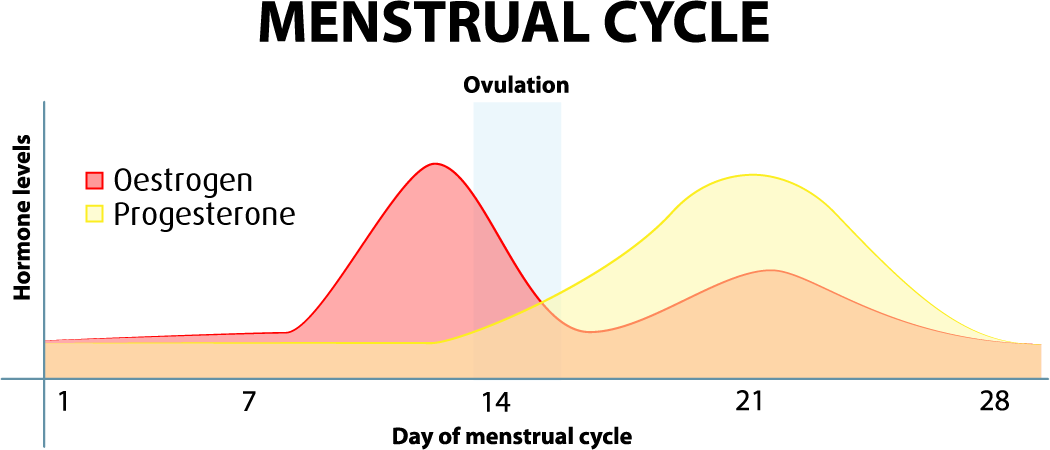 Hormone Changes During Menstrual Cycle Chart