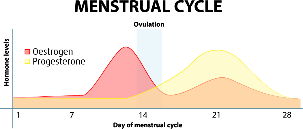Menstrual hormones cycle during The Normal