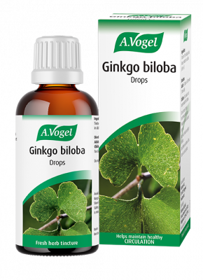 Ginkgo biloba