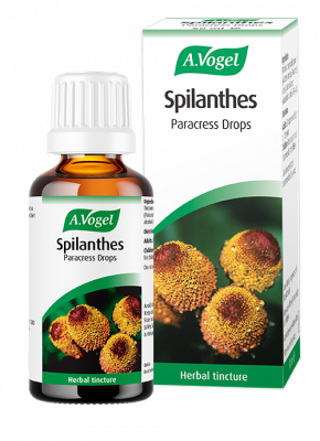 Spilanthes