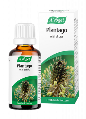 Plantago