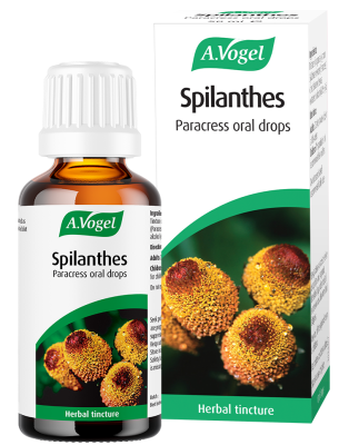 Spilanthes