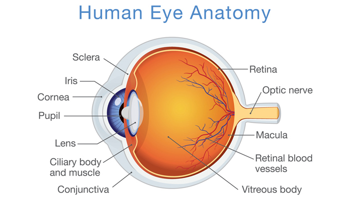 Could Nutrient Deficiencies Affect Your Eyes