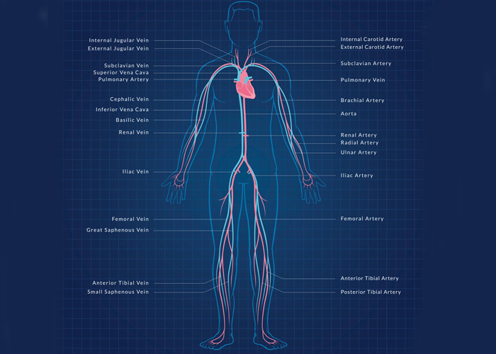 Circulatory health – what you need to know