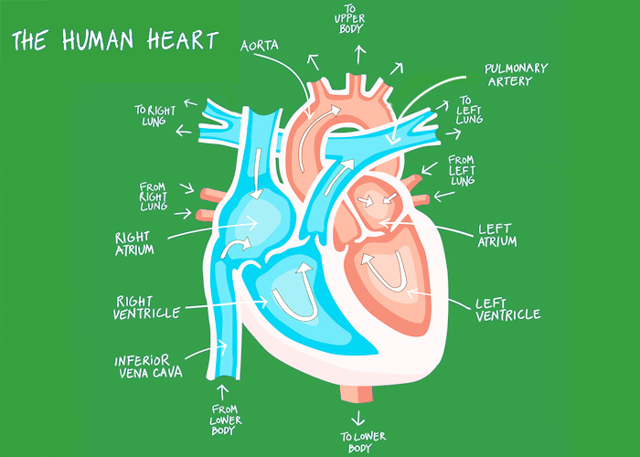 How does the heart work?