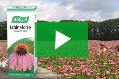 az echinacea eltávolítja a parazitákat