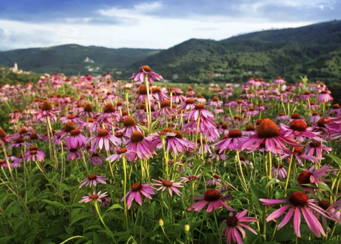 Echinacea: why wait?