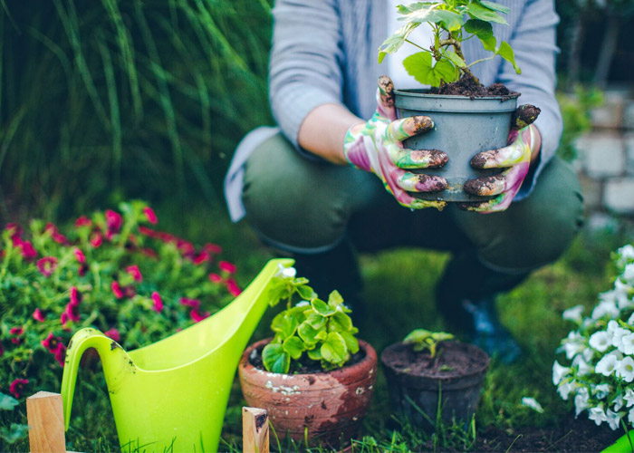 Sneeze-free gardening for hayfever sufferers
