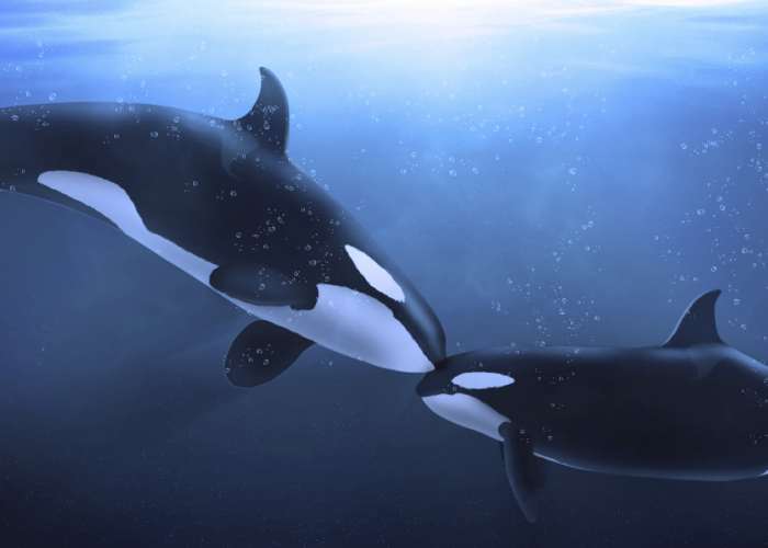 Killer whales and the menopause