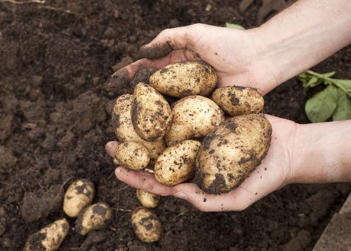 Potato juice to treat indigestion? What does the research say?