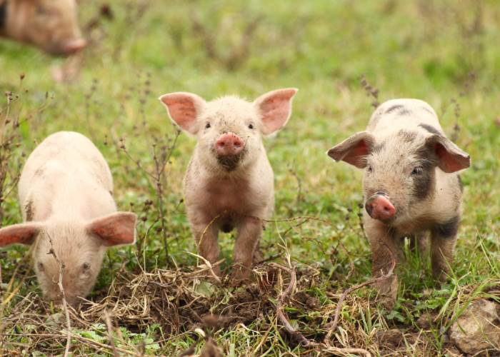 Wish you didn't feel like a pig?