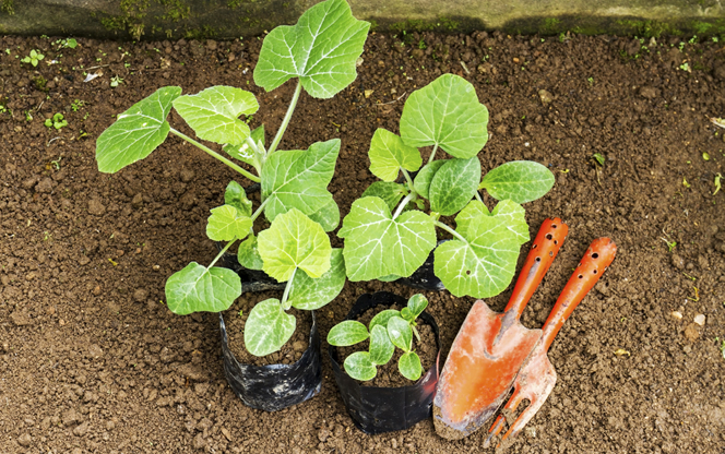 How To Grow Pumpkin