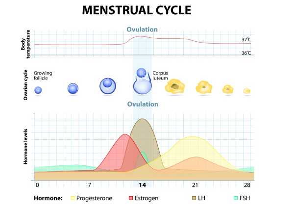 Ovulation and the phases of the menstrual cycle