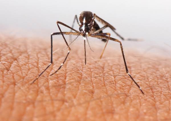 Mosquito bite symptoms – what is normal and what is not.