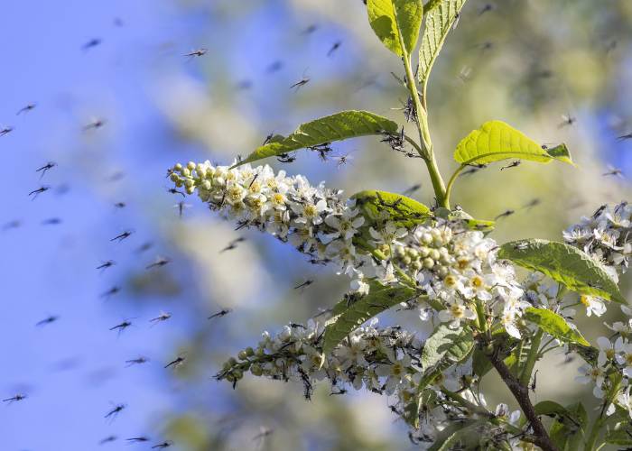 Mosquito bite symptoms – what is normal and what is not