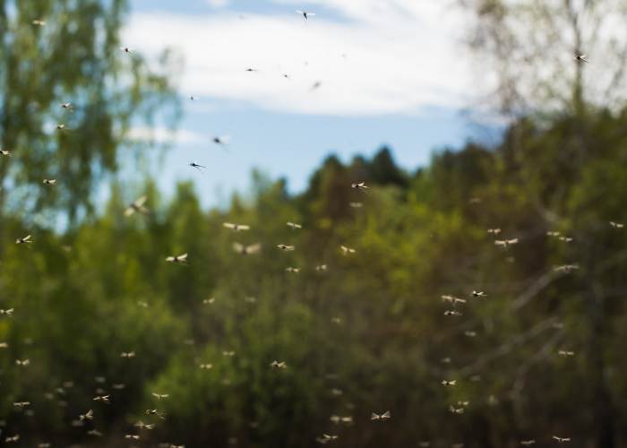 Top 10 tips to prevent mosquito bites