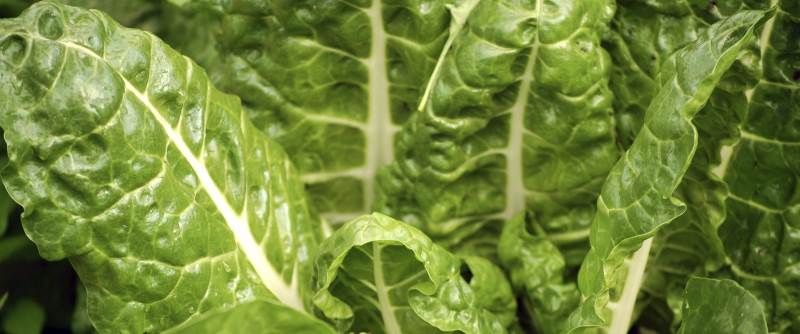 spinach nutritional info health